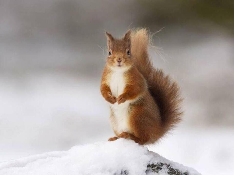 Red Squirrel Log Cabin With Hot Tub Keith Exteriör bild